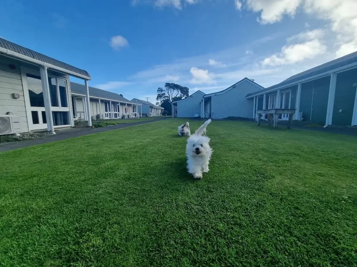 Pet friendly motel Hawera — dogs welcome at The Furlong